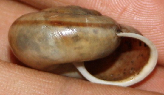 Chilostoma da identificare
